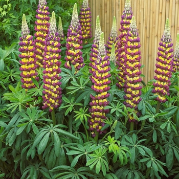 Lupinus polyphyllus (Lupine) - Westcountry&trade; 'Manhattan Lights'