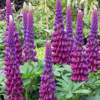 Lupinus polyphyllus (Lupine) - Westcountry&trade; 'Masterpiece'
