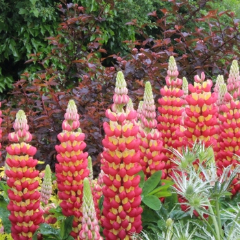 Lupinus polyphyllus (Lupine) - Westcountry&trade; 'Tequila Flame'