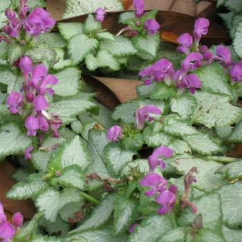 Lamium maculatum 'Red Nancy' (Spotted Deadnettle) - Red Nancy Spotted Deadnettle