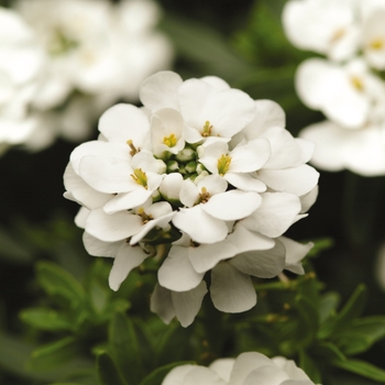 Iberis sempervirens 'Purity' (Candytuft) - Purity Candytuft