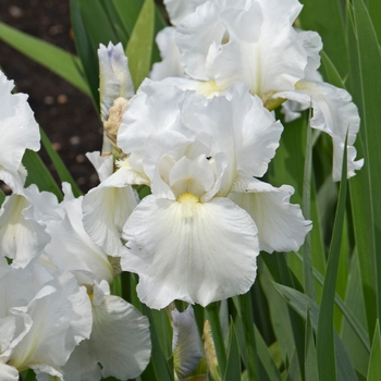Iris germanica - 'Immortality' Bearded Iris