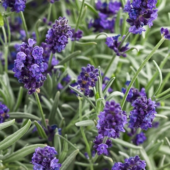 Lavandula angustifolia - 'Sweet Romance&reg;' Lavender