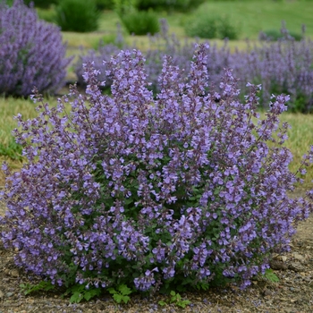 Nepeta x faassenii - 'Kitten Around' Catmint