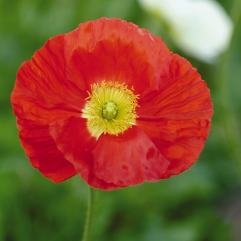 Papaver nudicaule (Iceland poppy) - Champagne Bubbles 'Scarlet'