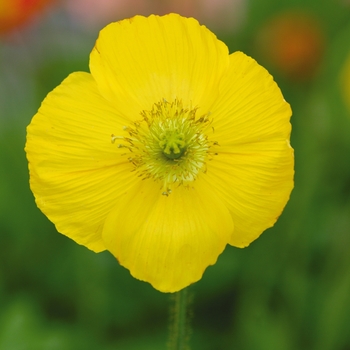 Papaver nudicaule (Iceland poppy) - Champagne Bubbles 'Yellow'