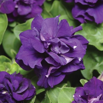 Petunia - Double Madness™ 'Blue'