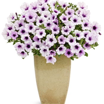 Petunia - Supertunia&reg; ''Trailing Blue Veined''