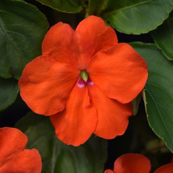 Impatiens walleriana - Beacon™ 'Orange'