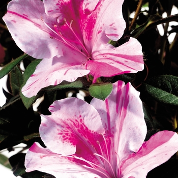 Rhododendron (Azalea) - Encore&reg; 'Autumn Twist&reg;'