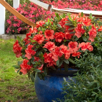 Rhododendron (Azalea) - Encore® 'Autumn Embers™'