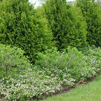 Aronia melanocarpa - 'Ground Hug&reg;' Chokeberry