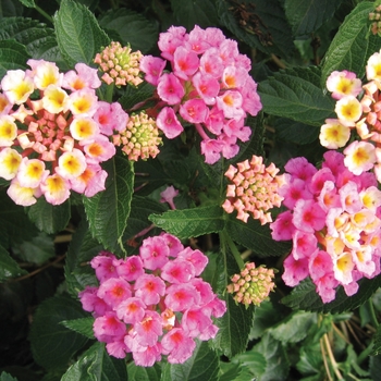 Lantana camara - Bandana&reg; ''Pink''