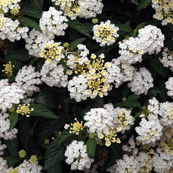 Lantana camara - Bandana&reg; 'White'