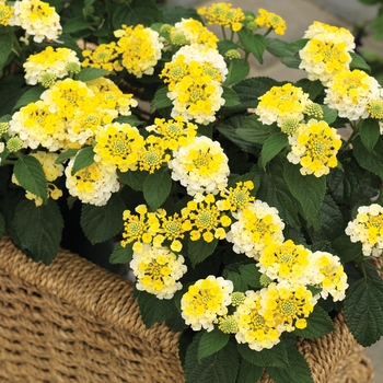 Lantana camara - Bandana&reg; 'Lemon Zest'
