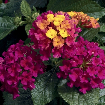 Lantana camara - Bandana&reg; 'Cherry'