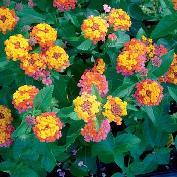 Lantana camara - Bandana&reg; 'Cherry Sunrise'