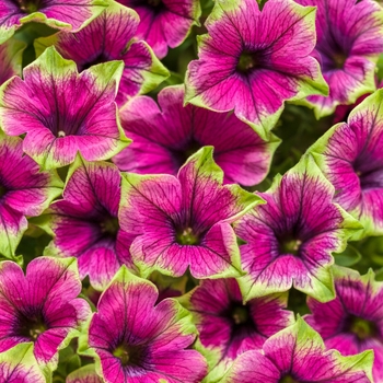 Petunia - Supertunia&reg; 'Picasso in Purple&reg;'
