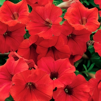 Petunia - Surfinia&reg; 'Deep Red'