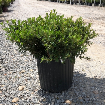 Rhododendron Satsuki hybrid - 'Gumpo White' Azalea
