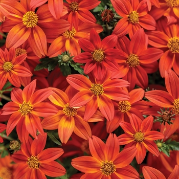 Bidens - Campfire® 'Flame' Bidens - Campfire® 'Flame'