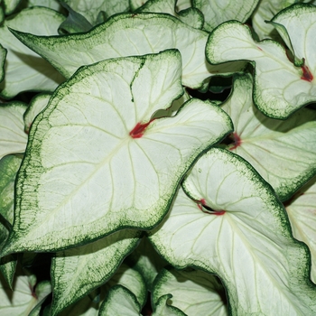 Caladium hortulanum 'White Wonder' PP21044 (Strap-leaf Caladium) - Heart to Heart™ White Wonder Caladium hortulanum 'White Wonder' PP21044 (Strap-leaf Caladium) - Heart to Heart™ White Wonder