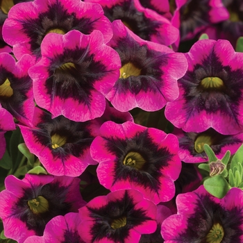 Calibrachoa - Superbells® 'Blackcurrant Punch™' Calibrachoa - Superbells® 'Blackcurrant Punch™'