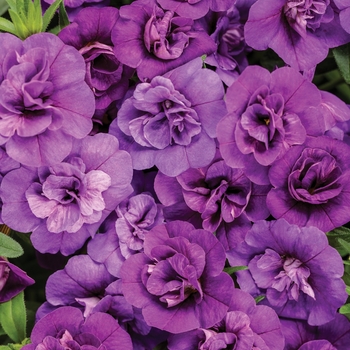 Calibrachoa - Superbells® 'Double Blue' Calibrachoa - Superbells® 'Double Blue'