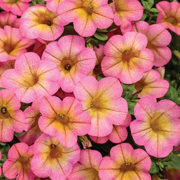 Calibrachoa - Superbells® 'Honeyberry™' Calibrachoa - Superbells® 'Honeyberry™'
