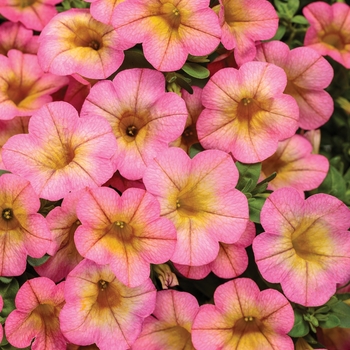 Calibrachoa - Superbells® 'Honeyberry™'