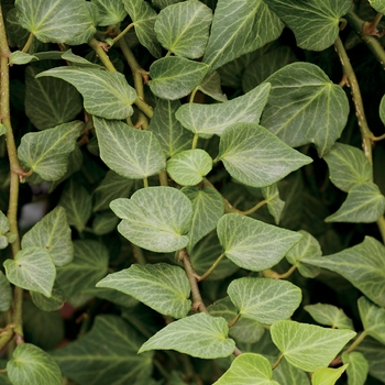 Hedera helix - 'Teardrop' English Ivy