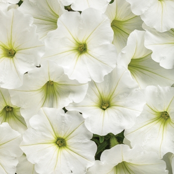 Petunia - Supertunia Vista&reg; 'Snowdrift&trade;'