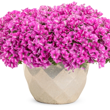 Petunia - Supertunia&reg; 'Raspberry Rush&trade;'