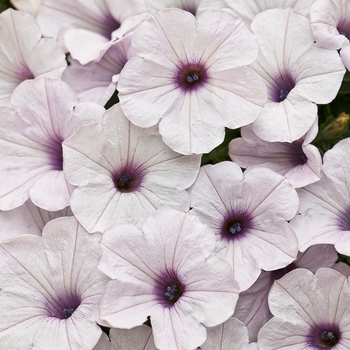 Petunia - Supertunia&reg; 'Trailing Silver'