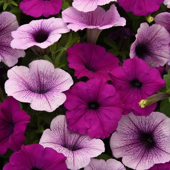 Petunia - Easy Wave® 'Plum Pudding Mix'