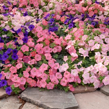 Petunia - Easy Wave® 'Beachcomber Mix'