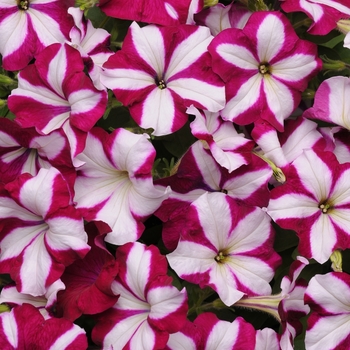 Petunia - Easy Wave® 'Burgundy Star'