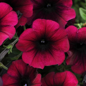 Petunia - Easy Wave® 'Burgundy Velour'