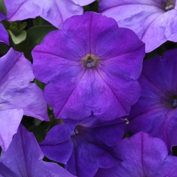 Petunia - Easy Wave&reg; 'Lavender Sky Blue'