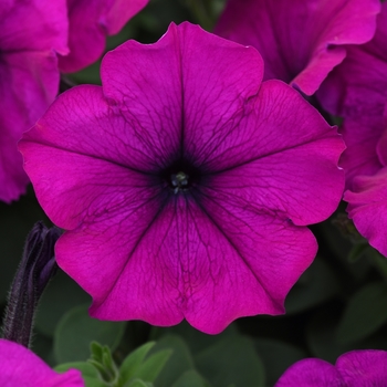 Petunia - Easy Wave® 'Violet' Petunia - Easy Wave® 'Violet'
