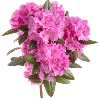 Rhododendron - Black Hat&reg;