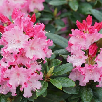 Rhododendron - Dandy Man Color Wheel® Rhododendron - Dandy Man Color Wheel®