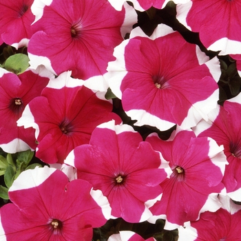 Petunia - Dreams™ 'Rose Picotee'