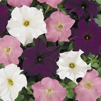 Petunia - Dreams&trade; 'Waterfall Mix'