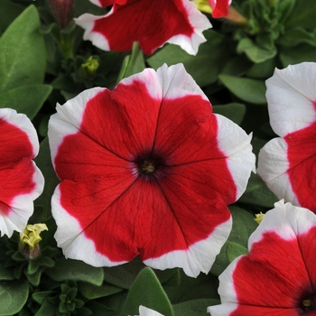 Petunia - Dreams™ 'Red Picotee'