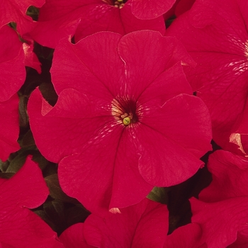 Petunia - Dreams™ 'Red'