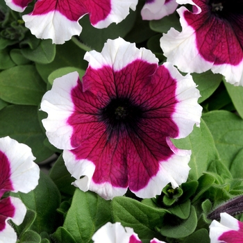 Petunia - Dreams™ 'Burgundy Picotee'