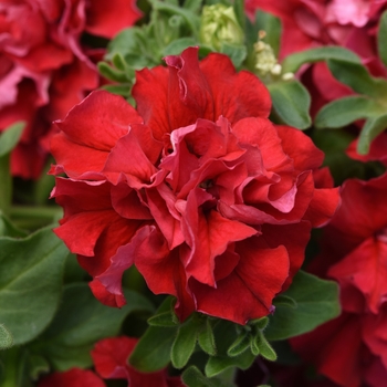 Petunia - 'Double Cascade Valentine'