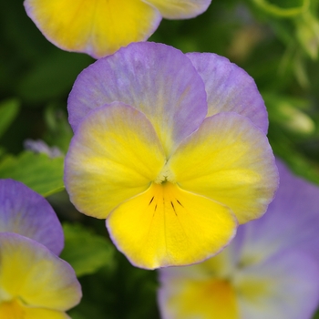 Viola cornuta - Halo 'Lemon Frost'