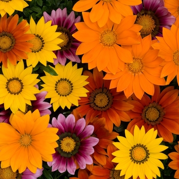 Gazania rigens - New Day® 'Bright Mix' Gazania rigens - New Day® 'Bright Mix'